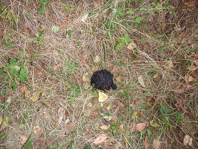 Bear poop on the trail.JPG